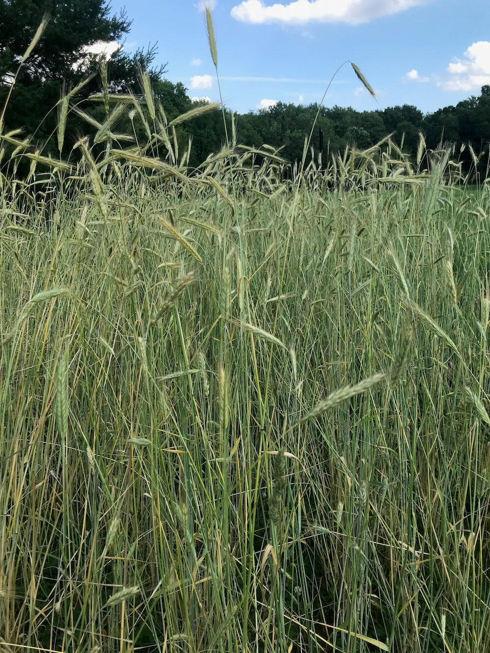 Abruzzi Rye - Brooklyn Granary & Mill