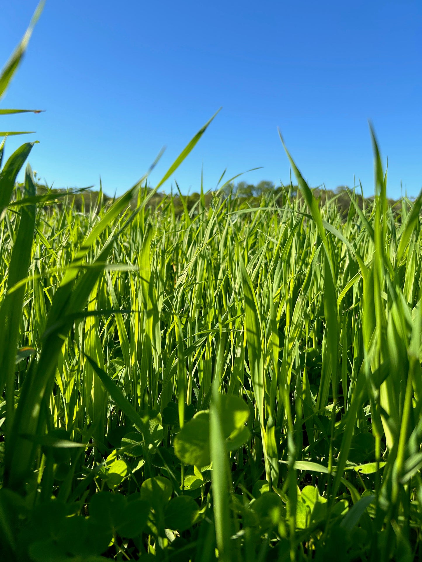 Oats - Brooklyn Granary & Mill