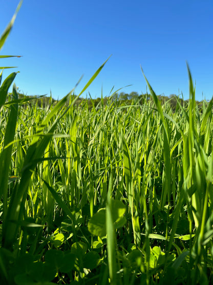 Oats - Brooklyn Granary & Mill