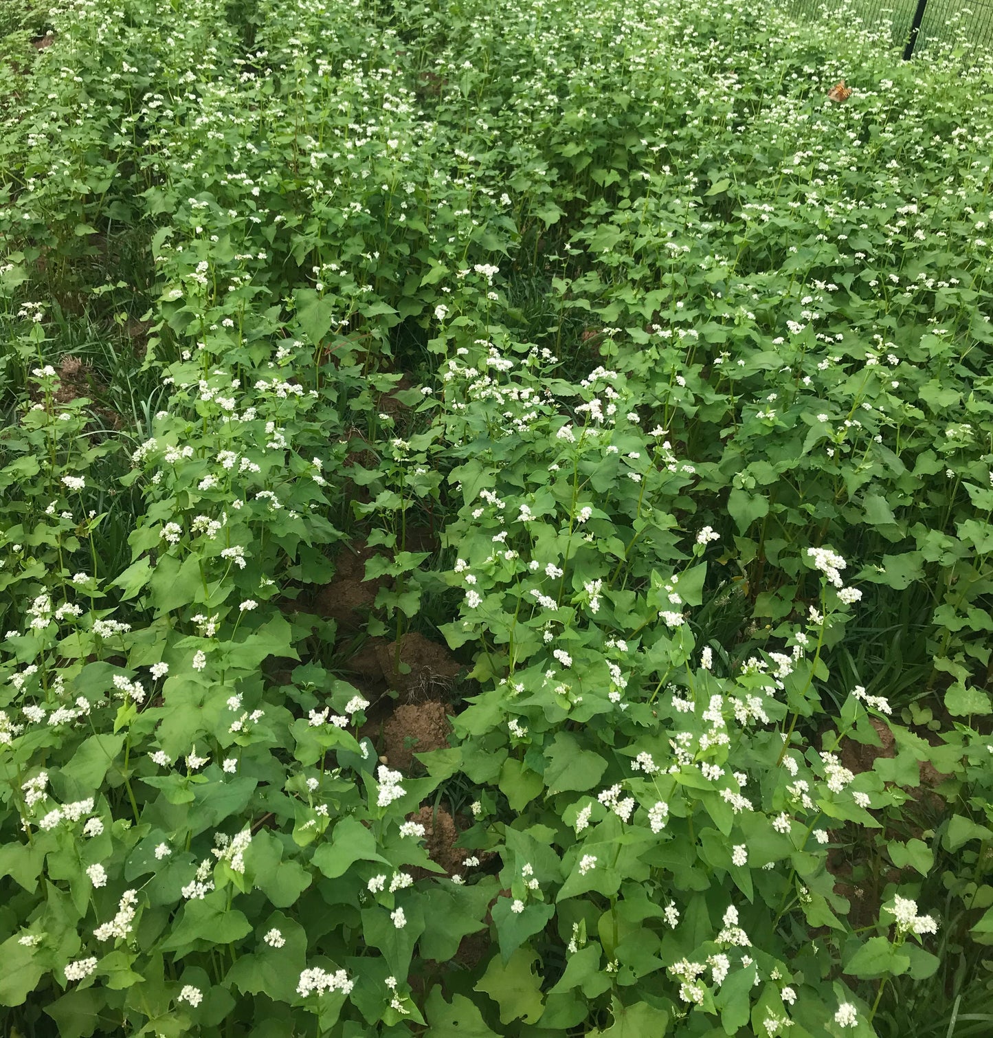 Buckwheat - Brooklyn Granary & Mill