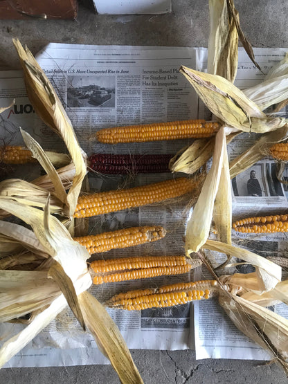 Wapsie Valley Corn - Brooklyn Granary & Mill